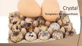 Presentation with quail - Cool new slides with chicken-eggs-and-quail-eggs backdrop and a lemonade colored foreground