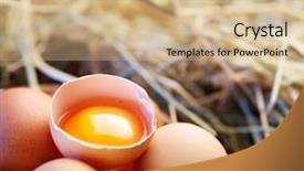  Presentation with broken egg - Presentation having chicken eggs in the straw background and a soft green colored foreground