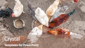 Presentation with chicken - Slides having chicken family eating from metal background and a  colored foreground