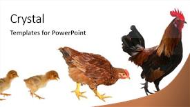  Presentation with chicken - Presentation having chicken family isolated on white background and a white colored foreground