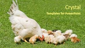  Presentation with green lawn - Beautiful presentation theme featuring chicken family on green lawn backdrop and a tawny brown colored foreground