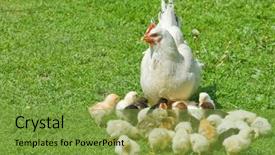  Presentation with animal chicken - Theme with chicken family on green lawn background and a tawny brown colored foreground