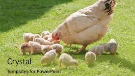  Presentation with animal chicken - Slides with chicken family on green lawn background and a yellow colored foreground