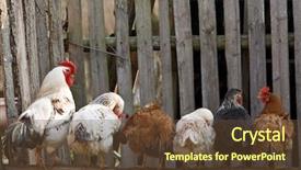 Presentation with chicken - Slides having chicken family sitting background and a tawny brown colored foreground