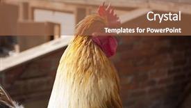  Presentation with bantam breed - Amazing slide set having chicken far - antwerp belgium bantam hen backdrop and a coral colored foreground