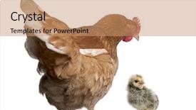  Presentation with old farm - Colorful PPT layouts enhanced with chicken farm - brown hen 2 years old backdrop and a coral colored foreground