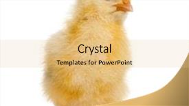  Presentation with old days - Audience pleasing presentation consisting of chicken farm - chick 8 days old isolated backdrop and a lemonade colored foreground