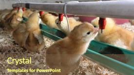  Presentation with chick - Presentation theme having chicken farm - chick background and a tawny brown colored foreground