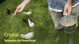  Presentation with chicken - Cool new PPT layouts with chicken farm - closeup lowsection of a man backdrop and a tawny brown colored foreground