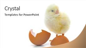  Presentation with chick - PPT layouts with chicken farm - cute little chick all background and a white colored foreground
