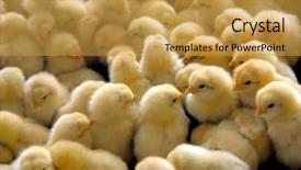  Presentation with chick - Colorful presentation design enhanced with chicken farm - group of chick backdrop and a gold colored foreground