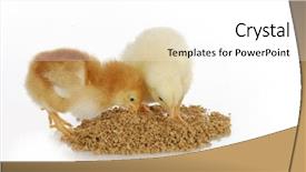  Presentation with chicks - Amazing slide deck having chicken farm - newborn chicks eating from pile backdrop and a white colored foreground