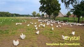  Presentation with land - Amazing PPT theme having chicken farm with many free backdrop and a tawny brown colored foreground