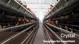  Presentation with farm - Theme featuring chicken farm background and a tawny brown colored foreground