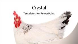  Presentation with hen - Slides consisting of chicken feather - white hen isolated on white background and a white colored foreground