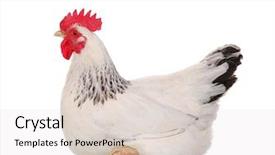  Presentation with hen - Colorful theme enhanced with chicken feather - white hen isolated on white backdrop and a light gray colored foreground