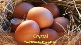  Presentation with straw - Slide set with chicken free - eggs in the straw background and a tawny brown colored foreground