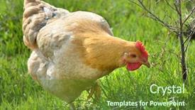  Presentation with hen - Beautiful slide set featuring chicken free - hen in green grass field backdrop and a tawny brown colored foreground