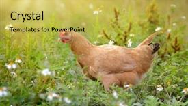 Presentation with hen - PPT layouts having chicken free - hen in the green grass background and a yellow colored foreground