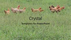  Presentation with farm - PPT theme featuring chicken free - hens in the farm background and a seafoam green colored foreground