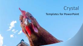  Presentation with chicken - Audience pleasing presentation theme consisting of chicken-head-looking backdrop and a light blue colored foreground