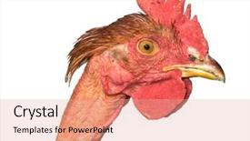  Presentation with feather - Slides with chicken head background and a lemonade colored foreground