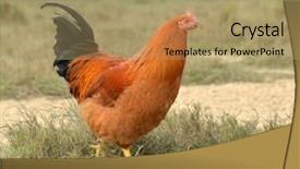  Presentation with chicken little chicks - Colorful slide deck enhanced with chicken in the outdoor backdrop and a coral colored foreground