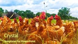  Presentation with green nature - PPT layouts featuring chicken on green grass nature background and a tawny brown colored foreground