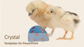  Presentation with chicks - Amazing theme having chicken or the egg two baby chicks wondering which came first on light background backdrop and a cream colored foreground