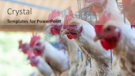  Presentation with cage - Presentation enhanced with chicken producing eggs hens in a cage background and a soft green colored foreground