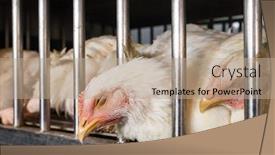  Presentation with market food - Colorful PPT theme enhanced with chicken-shop-on-the-market backdrop and a coral colored foreground