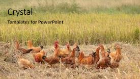  Presentation with chicken little chicks - Slide deck featuring chicken stocking in the field background and a yellow colored foreground