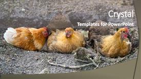  Presentation with coal dust - Audience pleasing PPT layouts consisting of chicken taking a dust bath backdrop and a  colored foreground