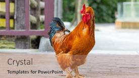  Presentation with walk - Presentation having chicken-walk-in-the-farm background and a coral colored foreground