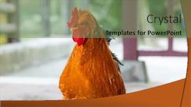  Presentation with walk - Theme enhanced with chicken-walk-in-the-farm background and a seafoam green colored foreground