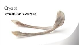  Presentation with chicken - Colorful presentation enhanced with chicken-wishbone-isolated-on-white backdrop and a white colored foreground