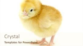  Presentation with chicken - Colorful slide deck enhanced with chicken backdrop and a cream colored foreground