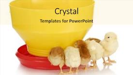  Presentation with chicks - Audience pleasing slide set consisting of chickenjoy - feeding chickens - young chicks backdrop and a yellow colored foreground