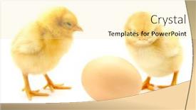  Presentation with egg - Slides having chickens-and-egg background and a blonde colored foreground