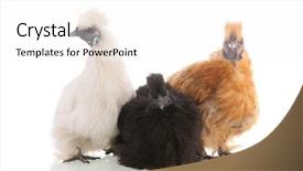  Presentation with jasmine rice brown rice black - Audience pleasing presentation theme consisting of chickens brown black and white backdrop and a white colored foreground