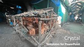  Presentation with filthy - Presentation featuring chickens-crammed-into-filthy-unhygienic background and a gray colored foreground