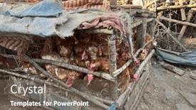  Presentation with filthy - Slides featuring chickens-crammed-into-filthy-unhygienic background and a violet colored foreground