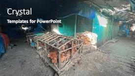  Presentation with filthy - Presentation theme consisting of chickens-crammed-into-filthy-unhygienic background and a navy blue colored foreground