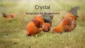  Presentation with animal chicken - Slide deck consisting of chickens graze on grass background and a soft green colored foreground