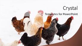  Presentation with farm - Slide deck consisting of chickens on the farm background and a pink colored foreground