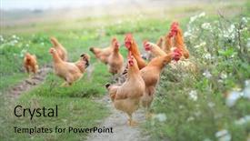  Presentation with free traditional - PPT theme featuring chickens on traditional free range background and a violet colored foreground