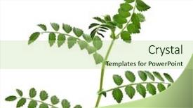  Presentation with chickpea - PPT theme featuring chickpea plant - green young pea sprouts isolated background and a mint green colored foreground