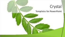  Presentation with chickpea - Cool new presentation design with chickpea plant - one green leaf of peas backdrop and a white colored foreground