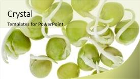  Presentation with chickpea plant - PPT theme consisting of chickpea plant - pea seeds with sprouts close background and a yellow colored foreground