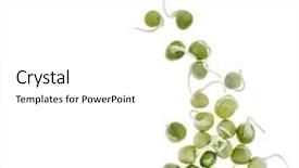  Presentation with chickpea plant - Colorful theme enhanced with chickpea plant - pea seeds with sprouts close backdrop and a white colored foreground